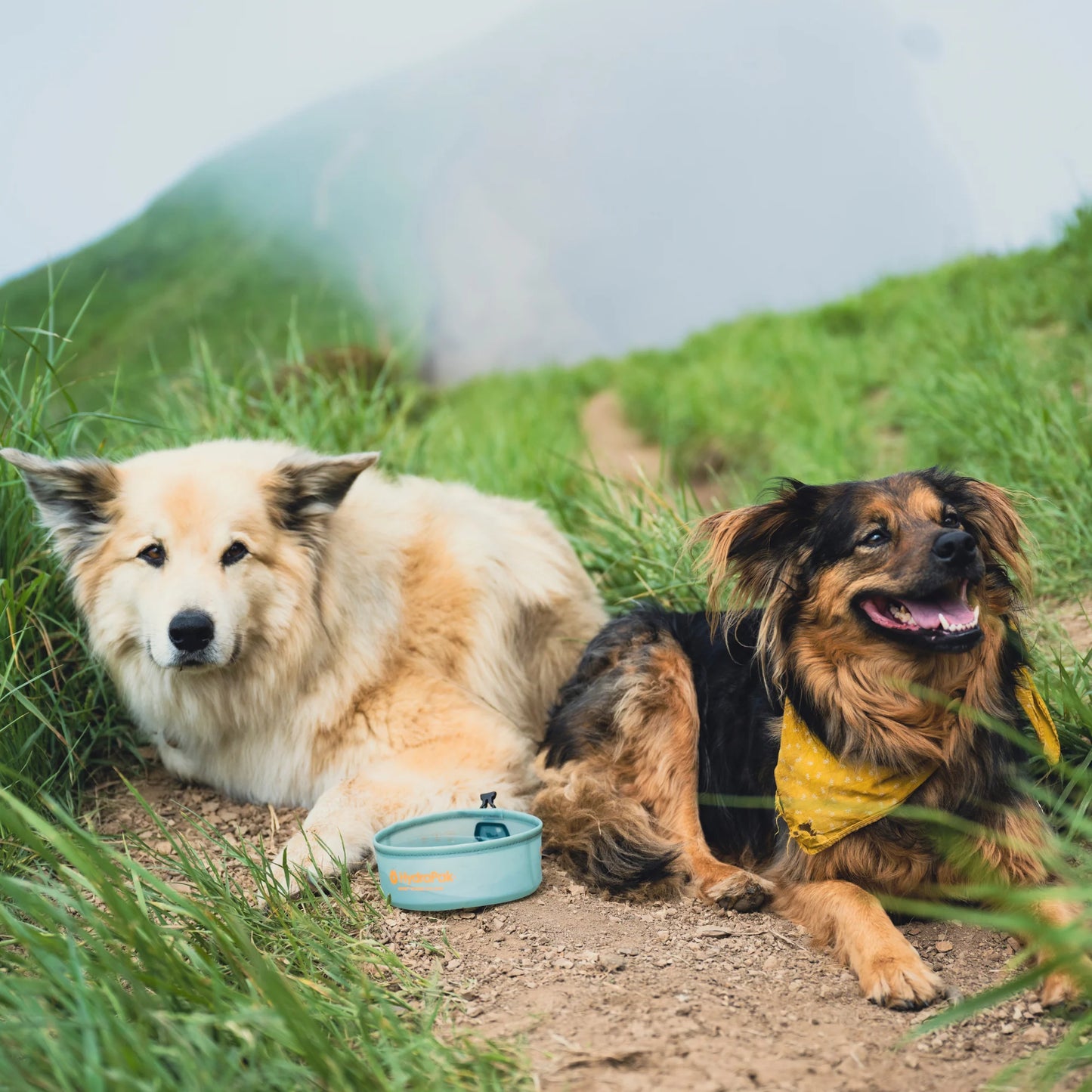 HydraPak - Rover Dog Bowl