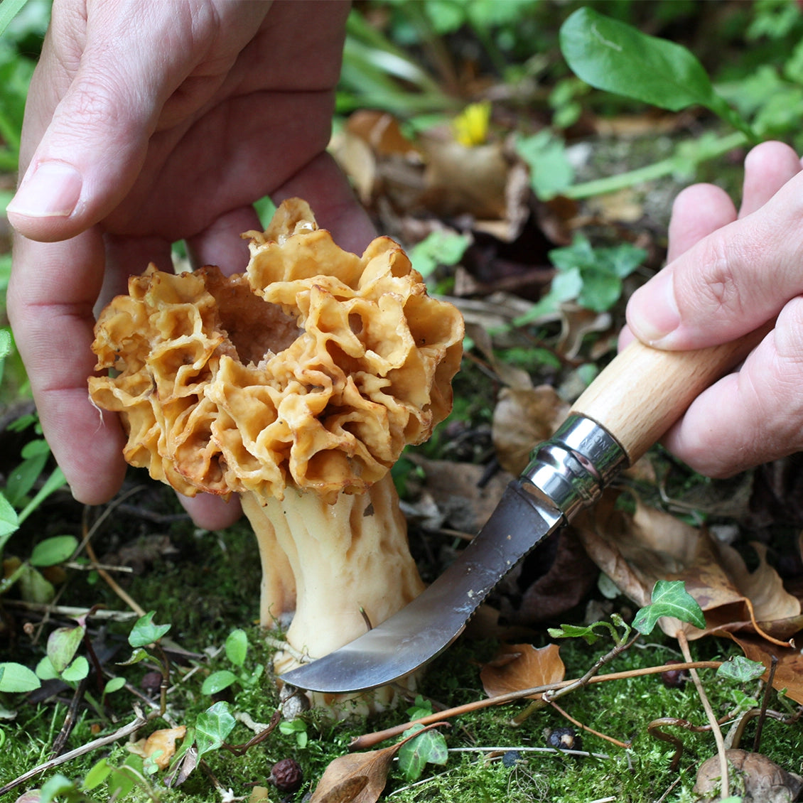 Opinel - No.08 Mushroom Knife with Brush